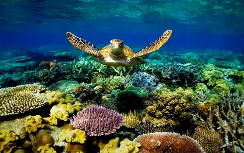 Great Barrier Reef underwater scene
